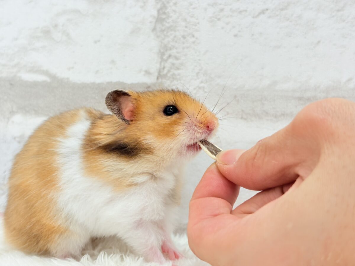 ゴールデンハムスター