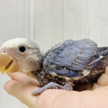 どんなカラーになるんですか🤔💭楽しみたくさん💙コザクラインコパイド系🌱