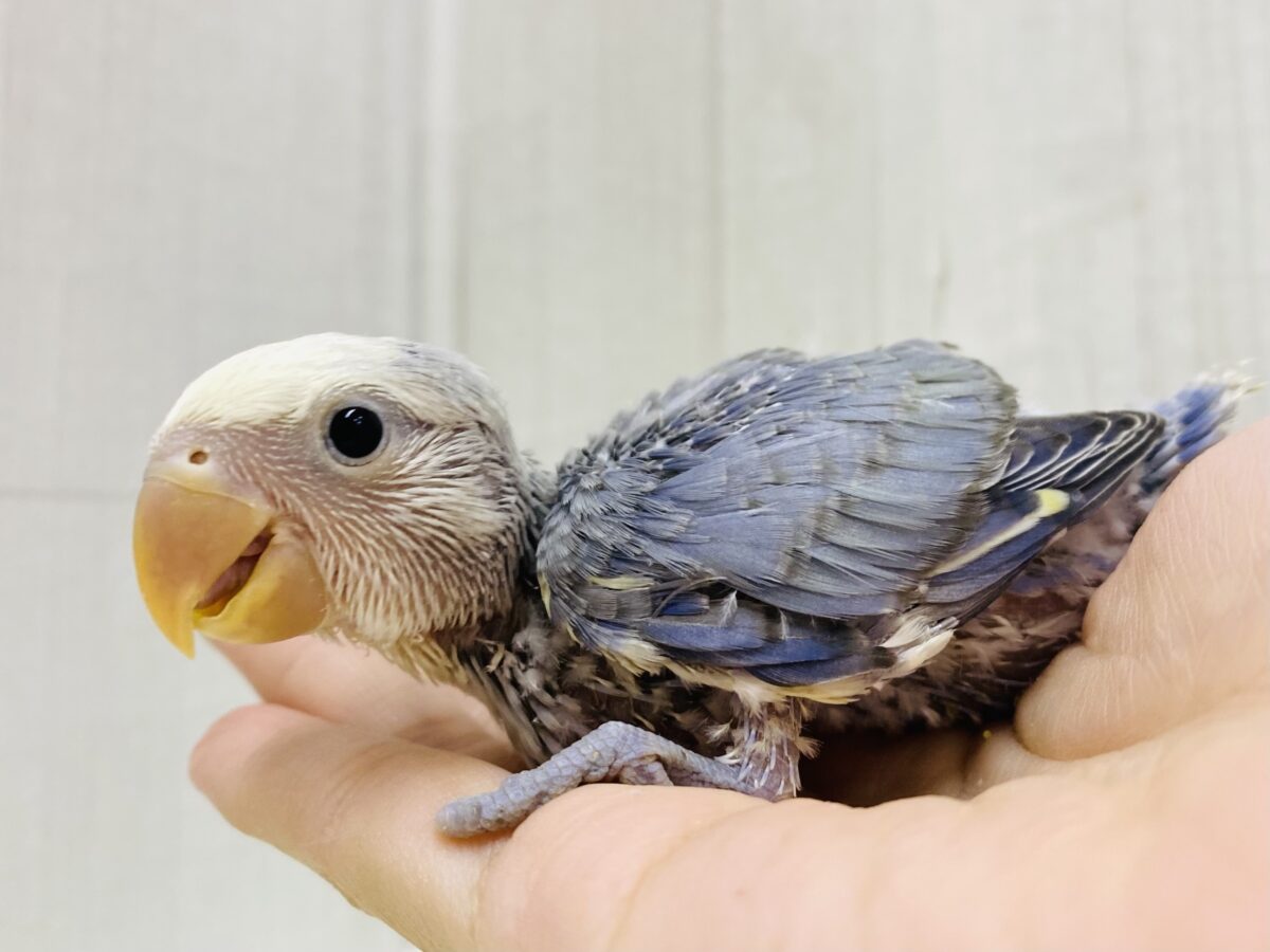 どんなカラーになるんですか🤔💭楽しみたくさん💙コザクラインコパイド系🌱