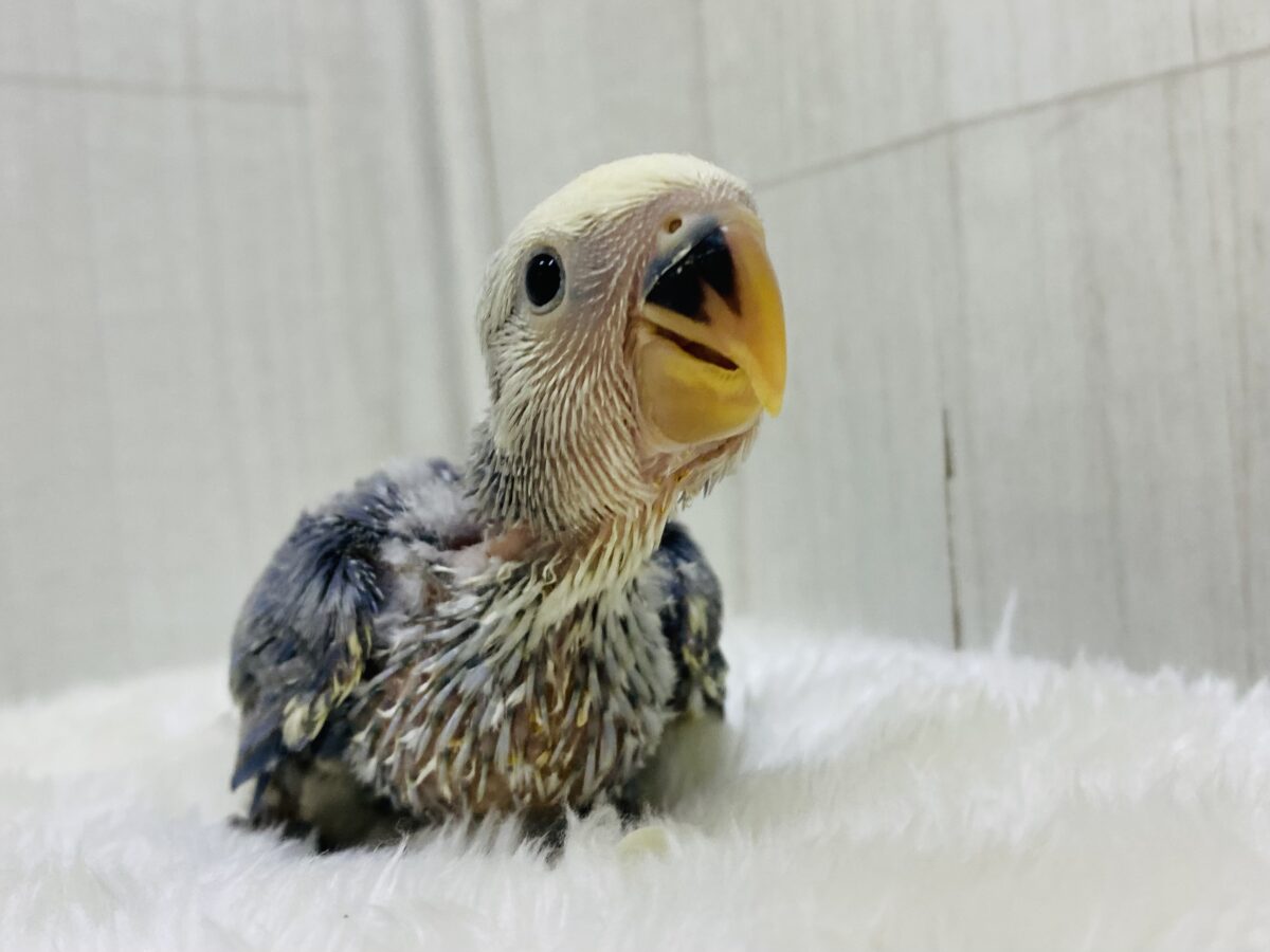 コザクラインコ（小桜インコ）