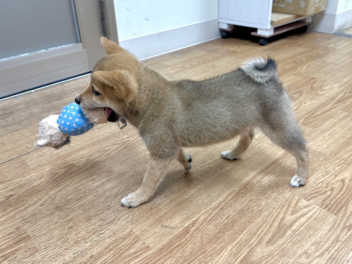 豆柴