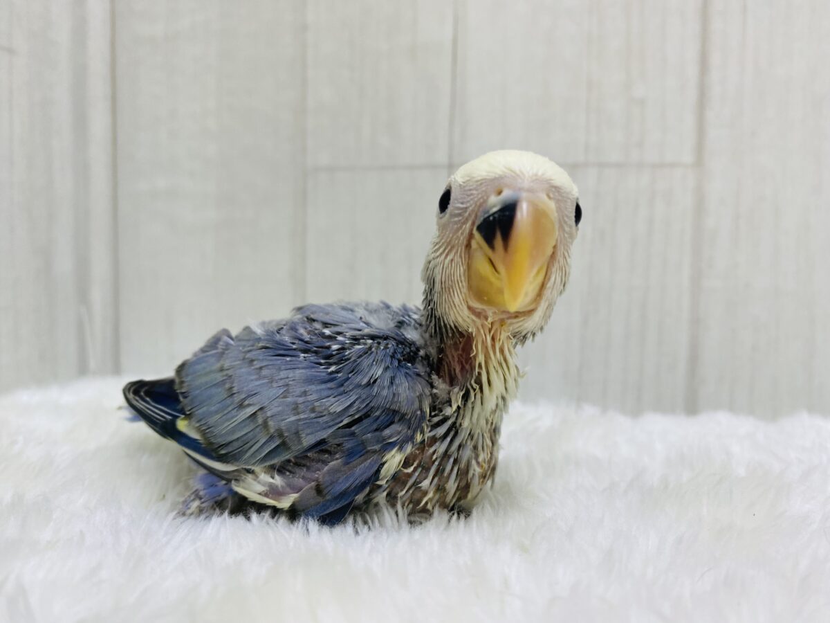 コザクラインコ（小桜インコ）