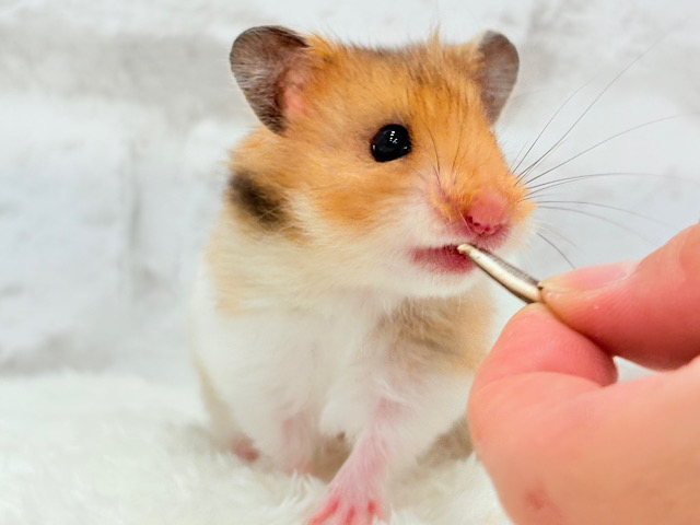 ベビーフェイスが可愛すぎ🐹💖長毛ハムスター 女の子