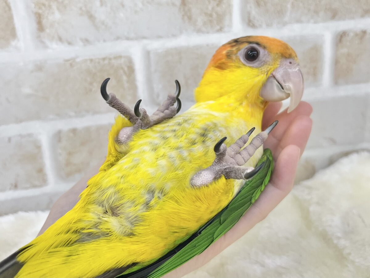 シロハラインコ