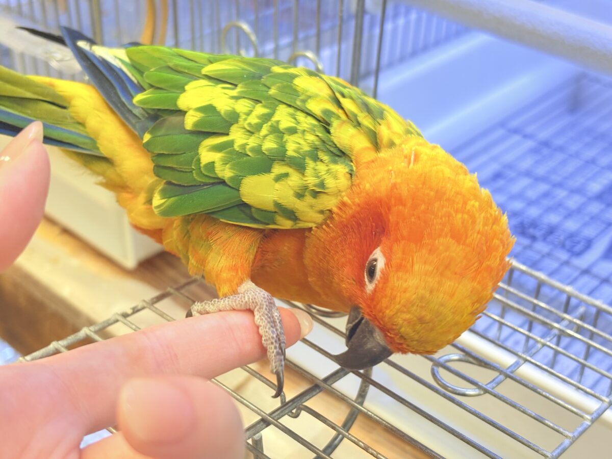 コガネメキシコインコ