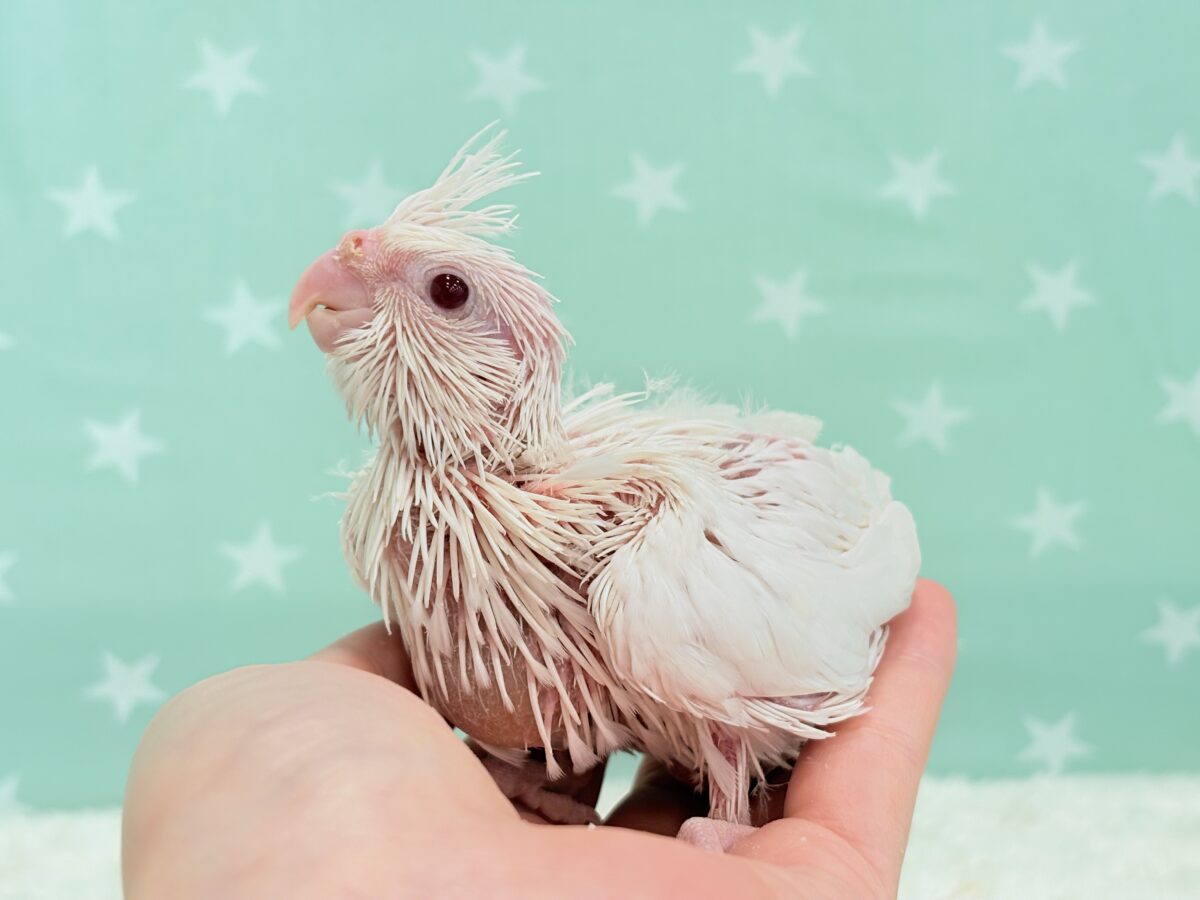 オカメインコ