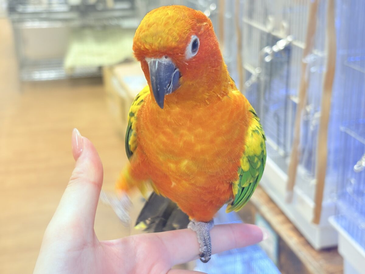 コガネメキシコインコ