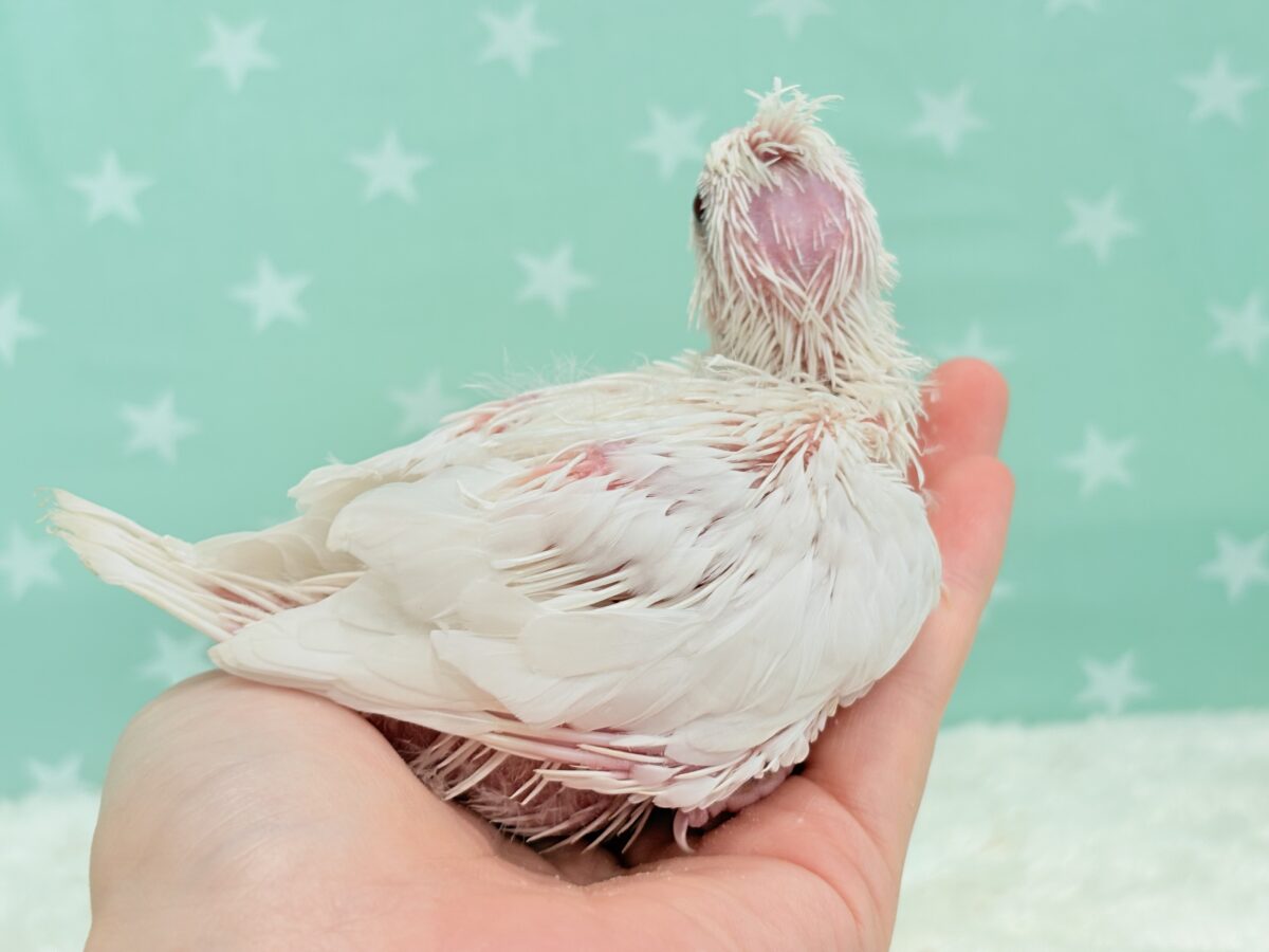 オカメインコ