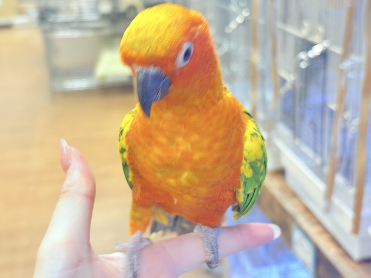 コガネメキシコインコ