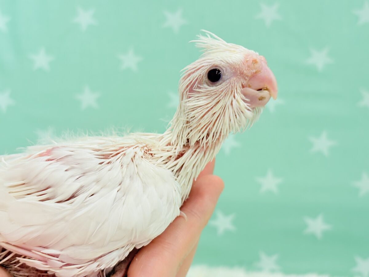 オカメインコ