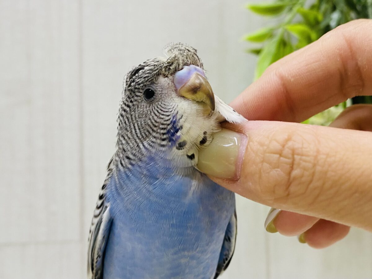 最新画像有ります🌟クルっとオシャレさん💓セキセイインコノーマルカラー‼️