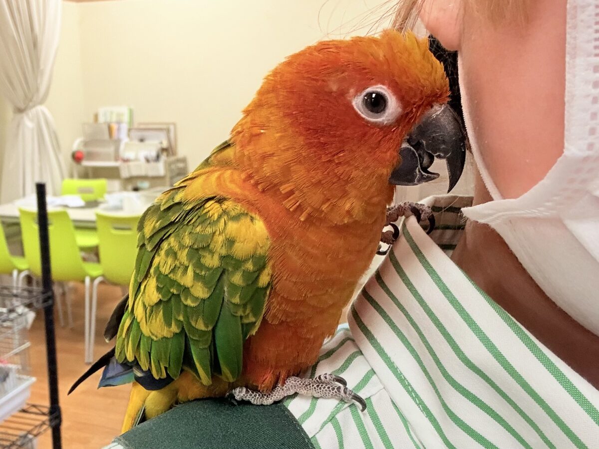コガネメキシコインコ