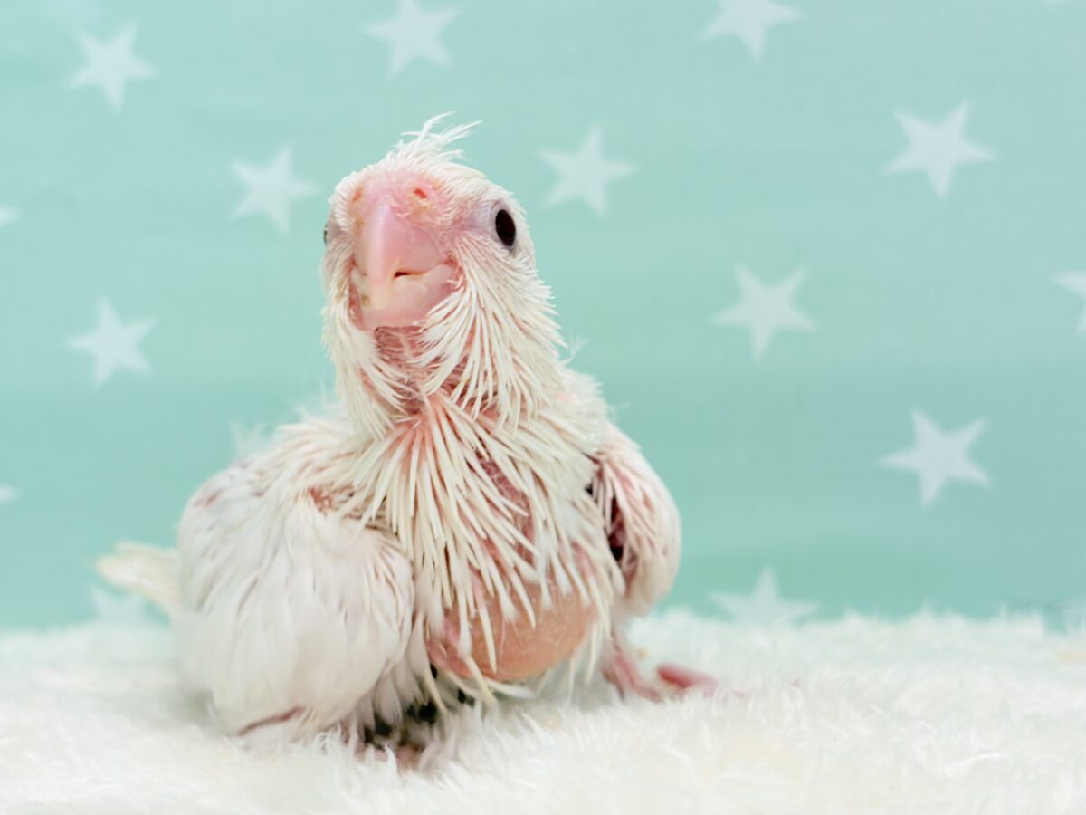 オカメインコ