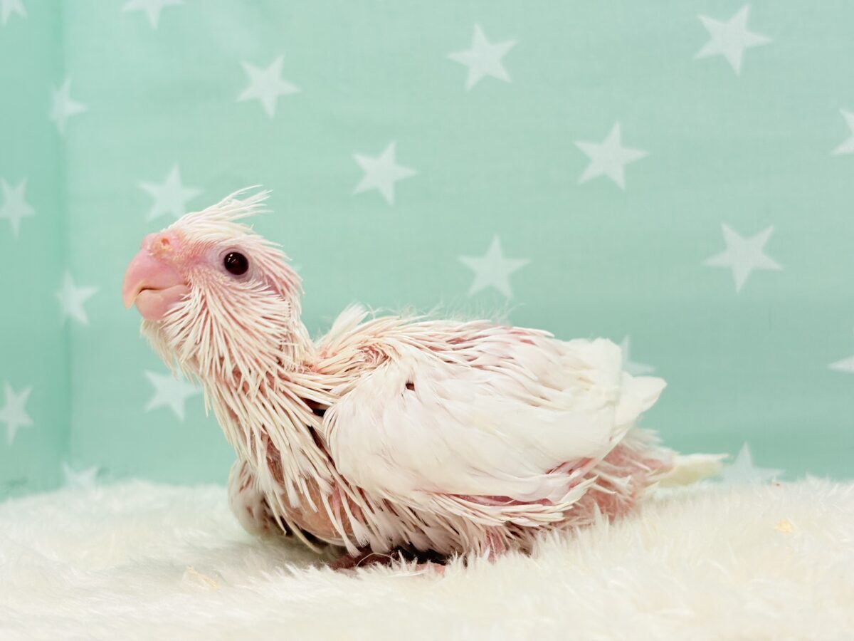 オカメインコ