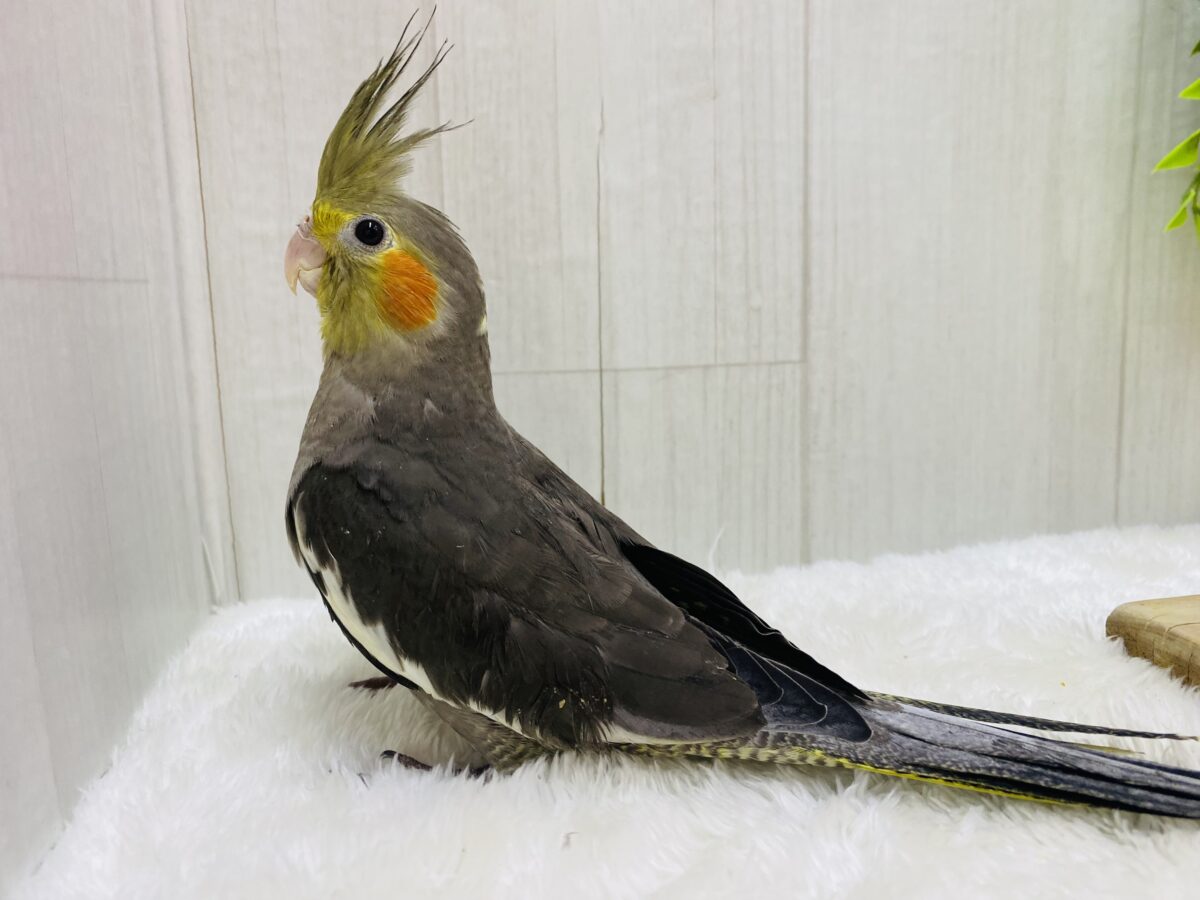 オカメインコ