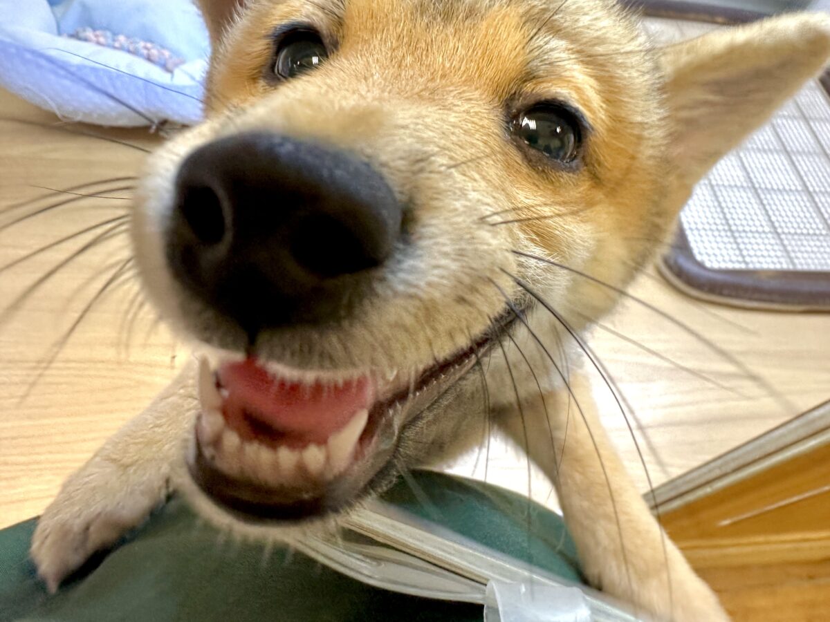 豆柴