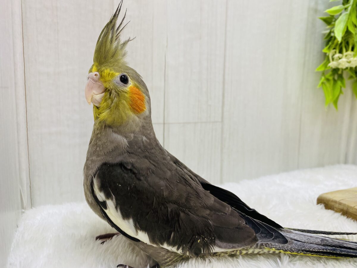 オカメインコ