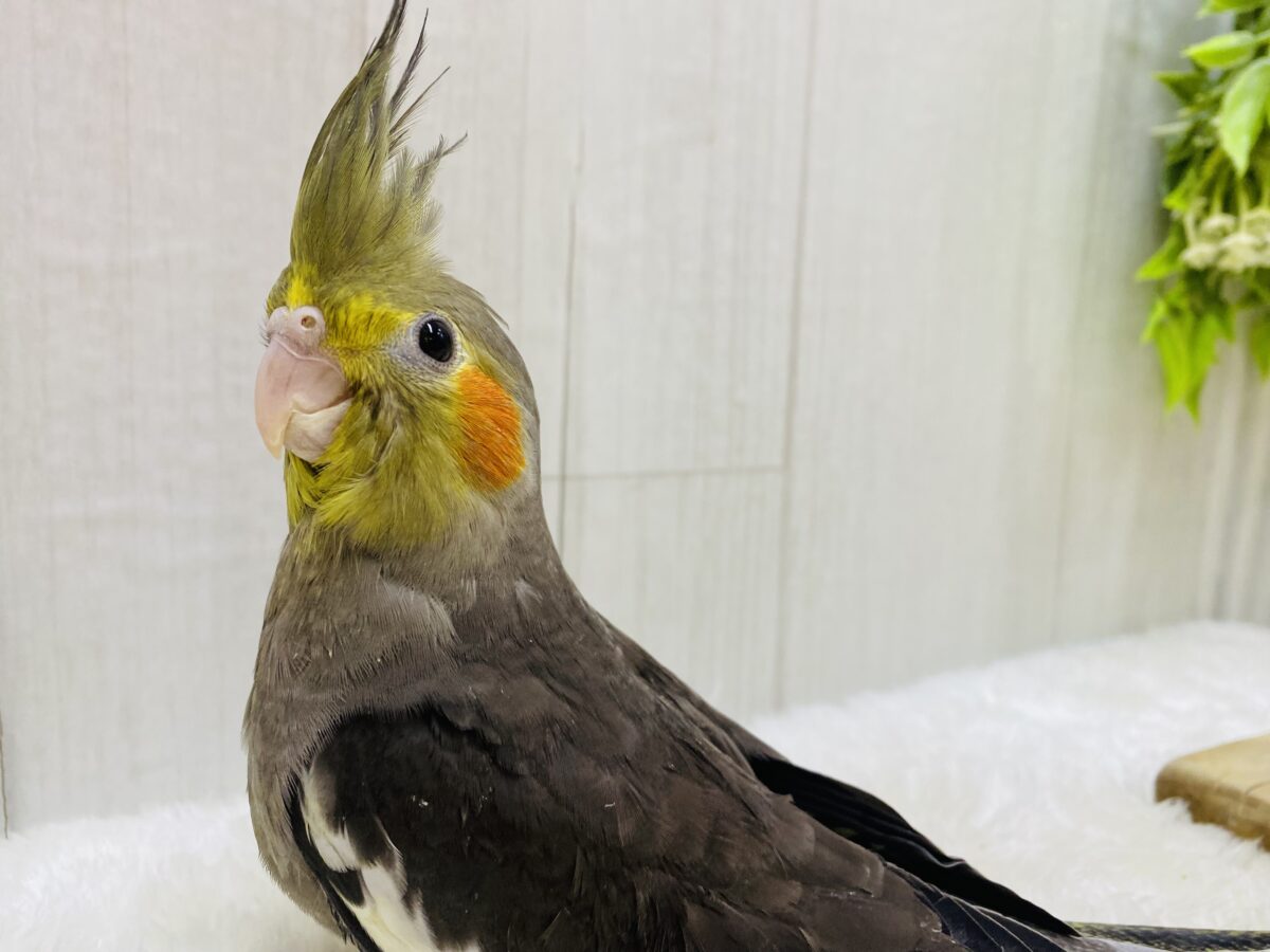 オカメsmile♥️はい、どーぞ！！オカメインコ(ノーマル)