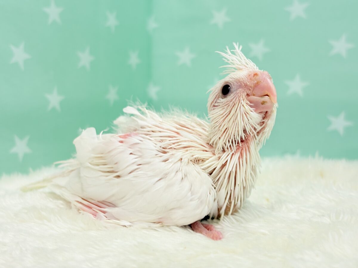オカメインコ