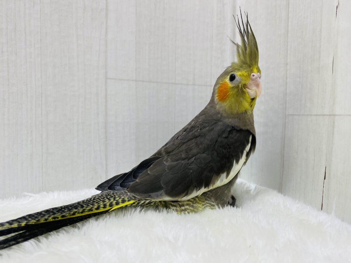 オカメインコ