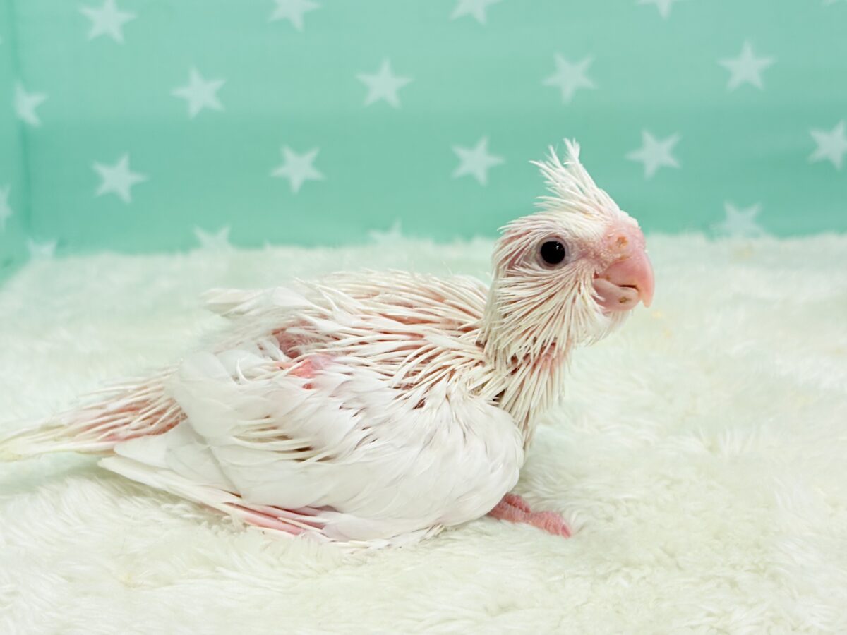 オカメインコ