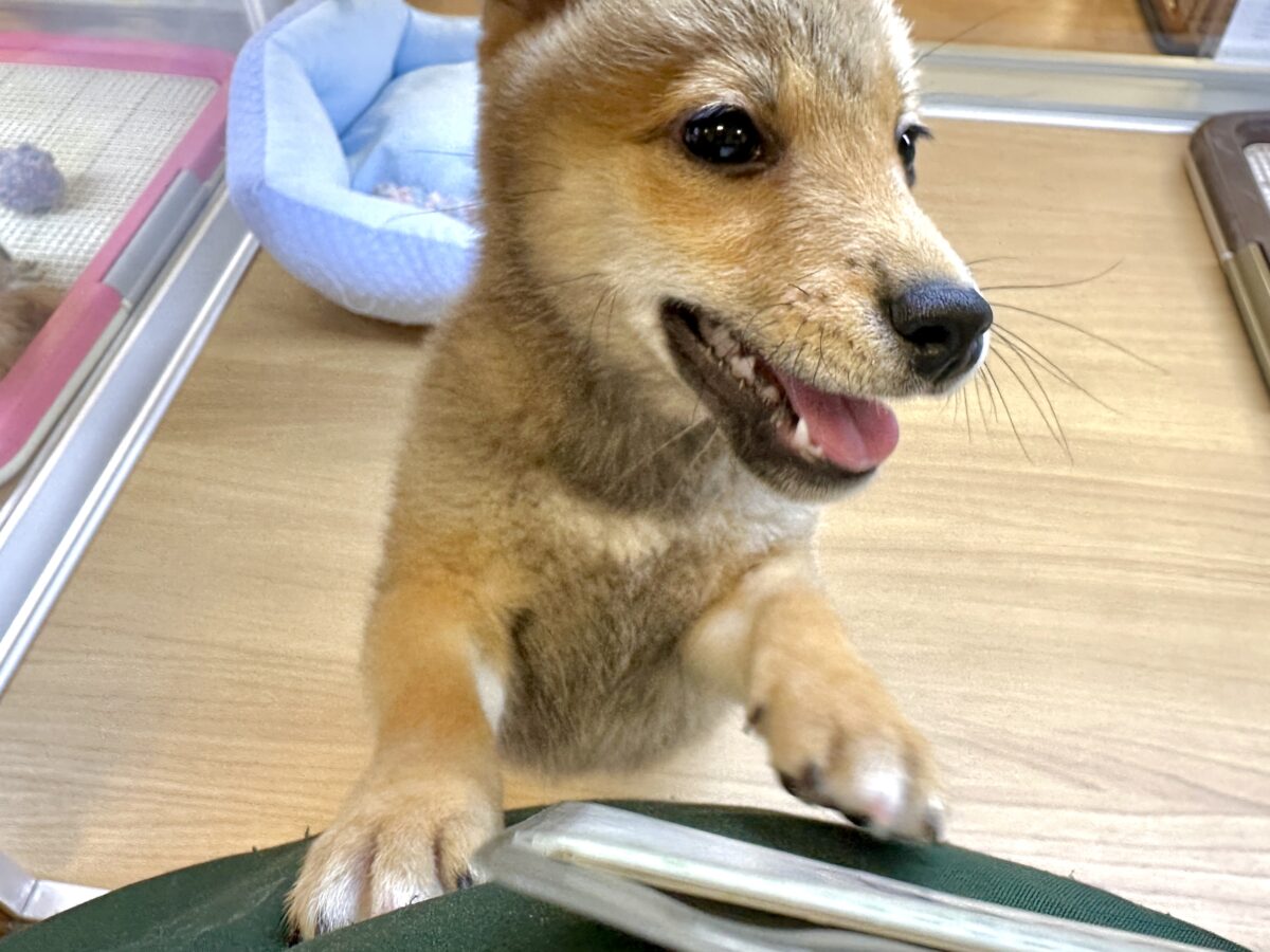 豆柴