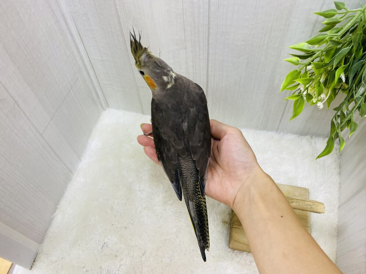 オカメインコ