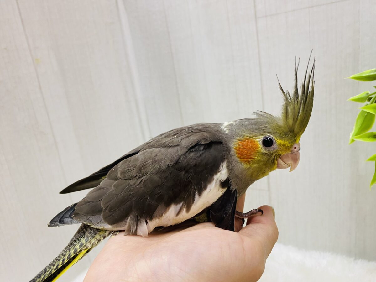オカメインコ