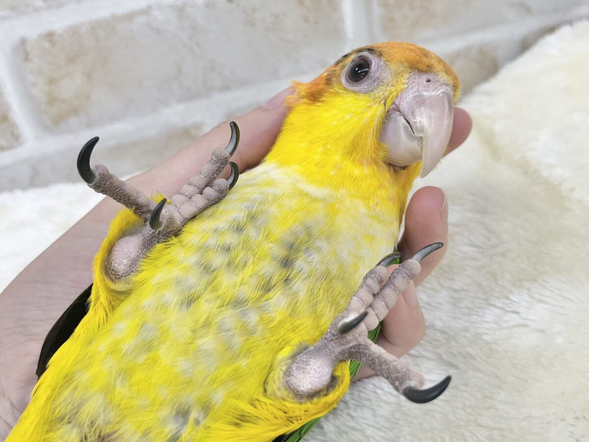 シロハラインコ