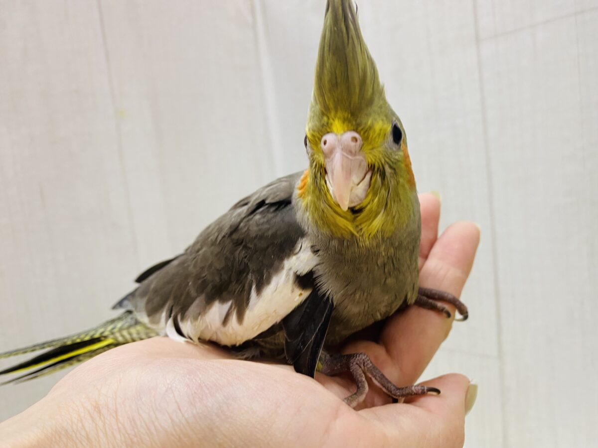 オカメインコ