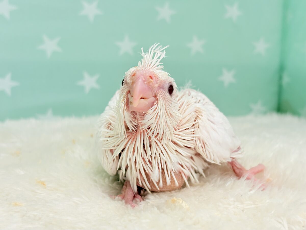 オカメインコ