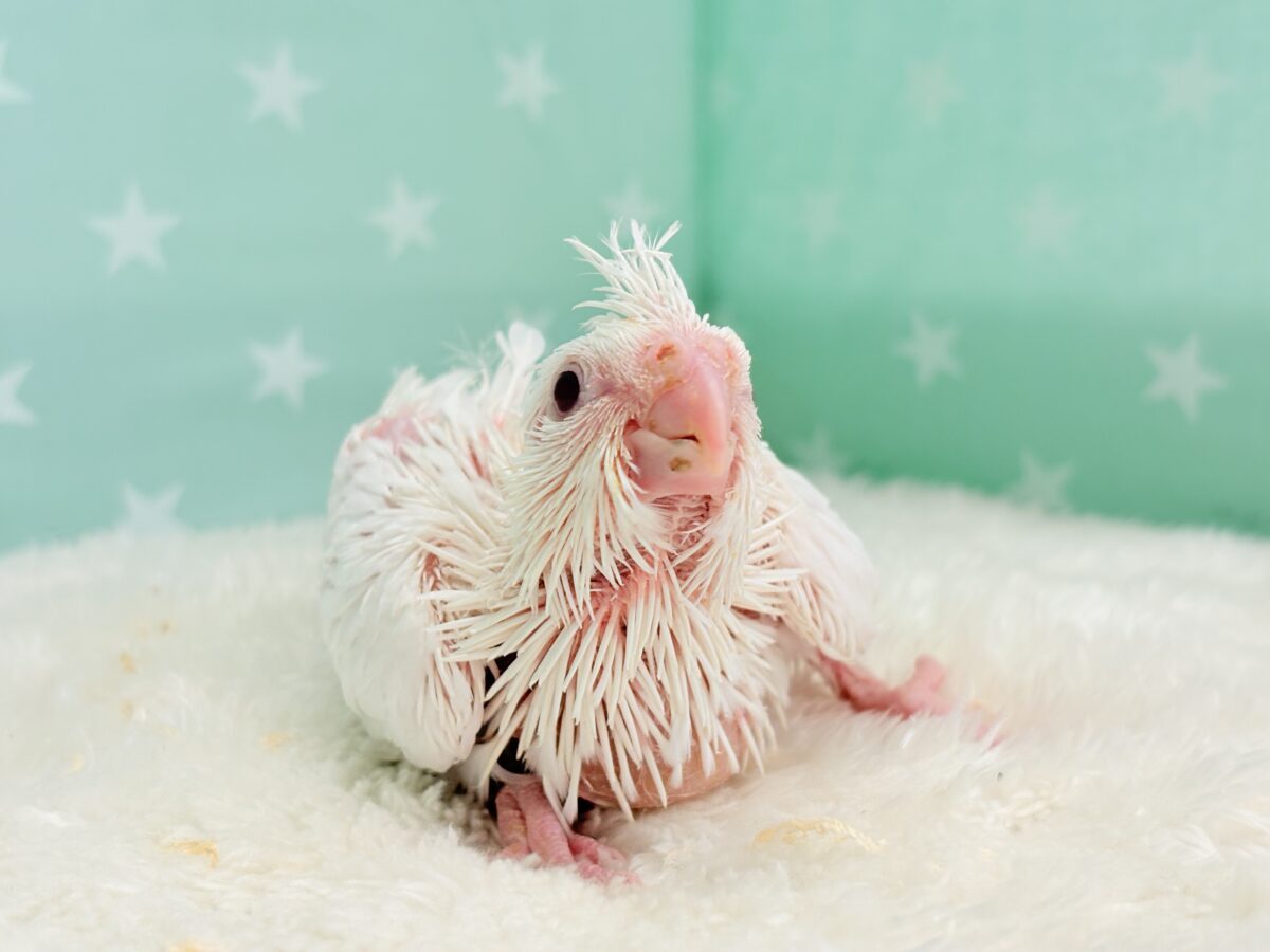 オカメインコ