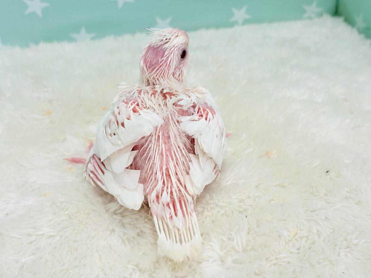 オカメインコ
