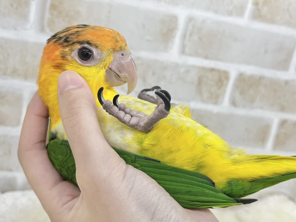 シロハラインコ