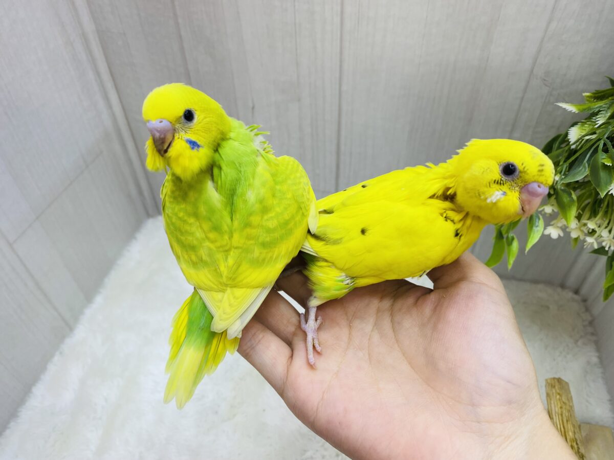 セキセイインコ