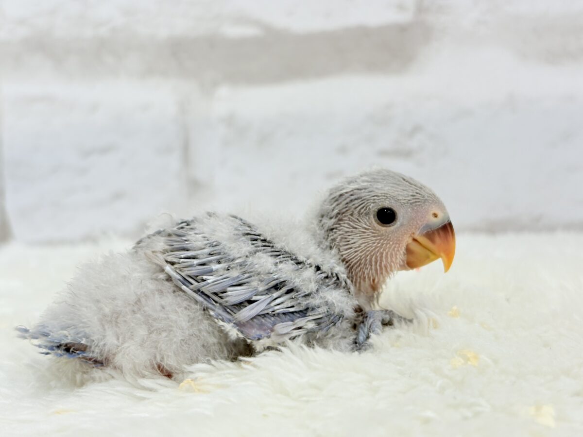 コザクラインコ（小桜インコ）