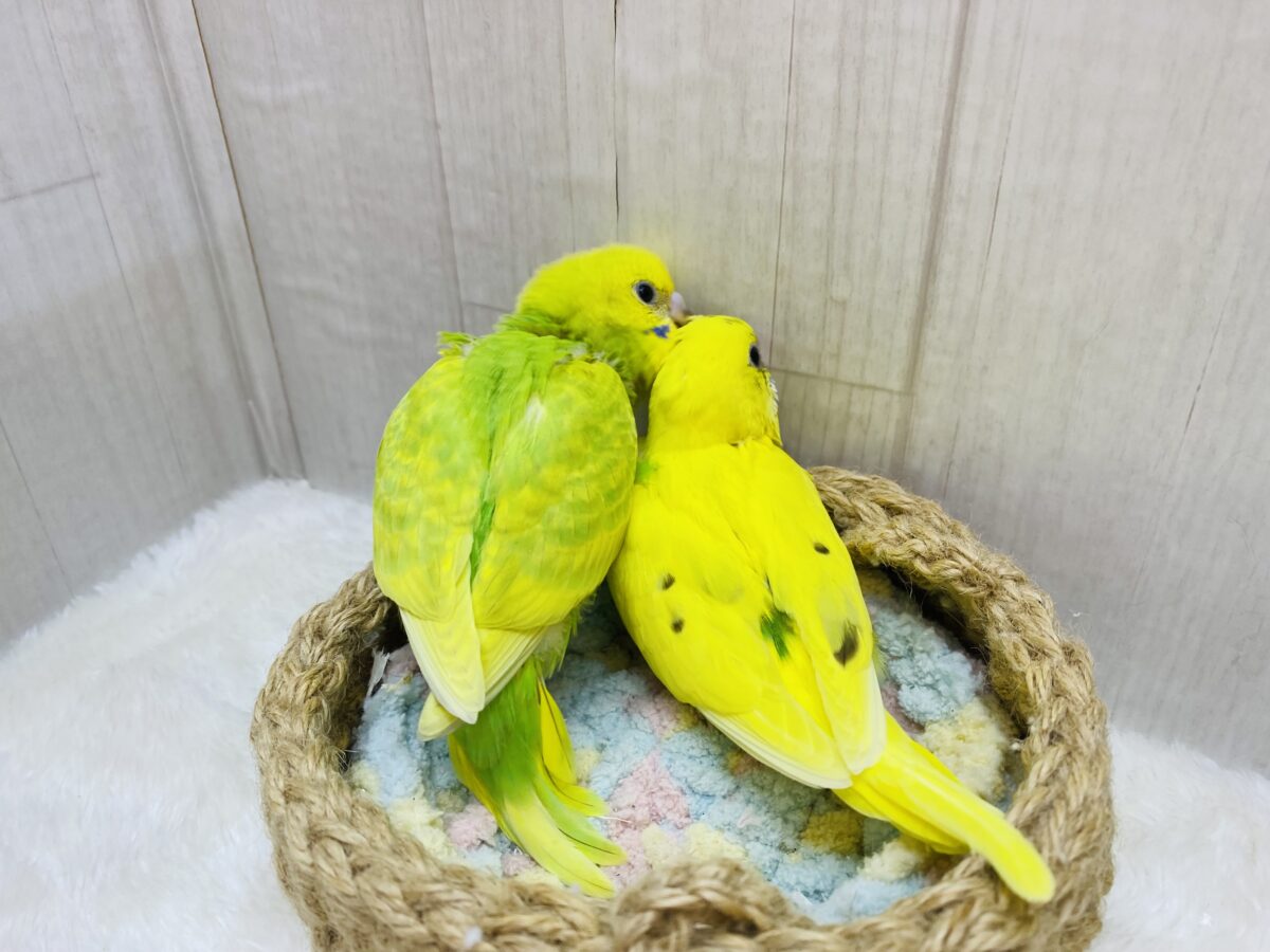 セキセイインコ