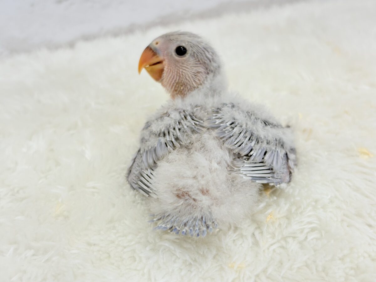 ねぇねえ、あなたはどんな羽色になるの？🐣🪅コザクラインコ ヒナ