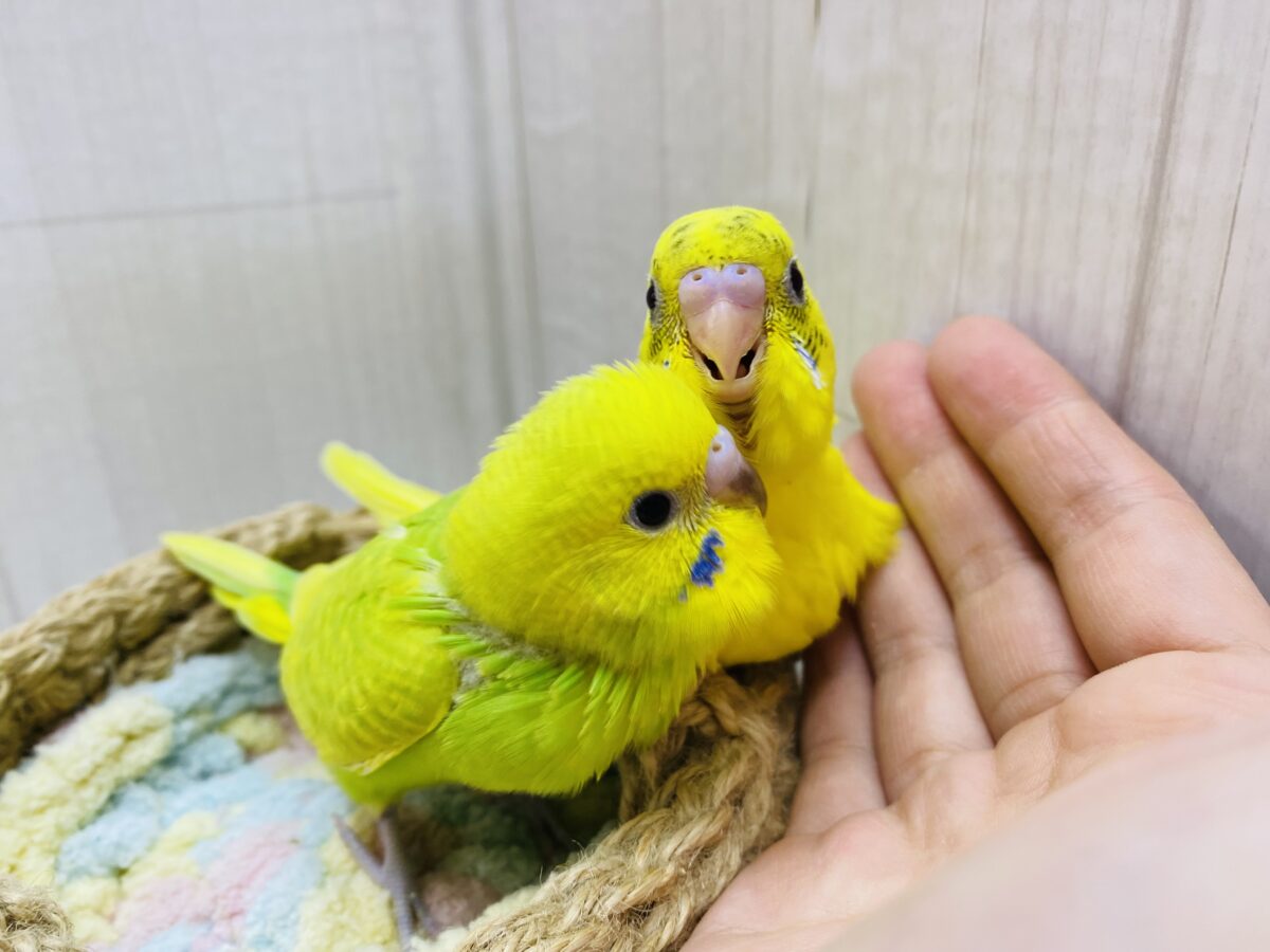 セキセイインコ