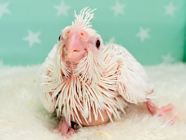 おめめきゅるるるんっっっ🐣💫✨オカメインコ(ピュアホワイト) ヒナ