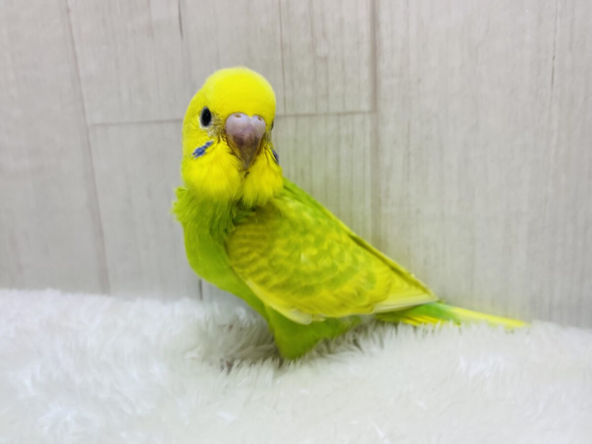セキセイインコ