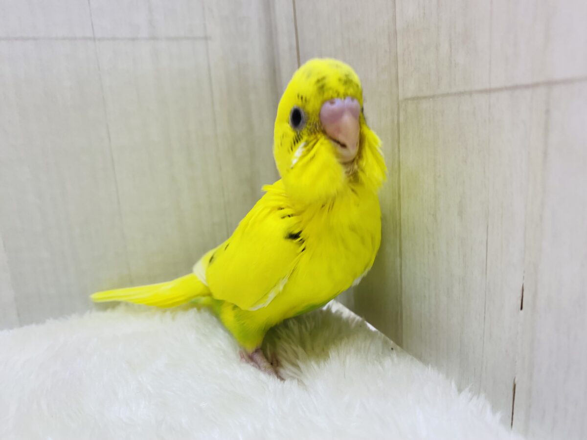 セキセイインコ