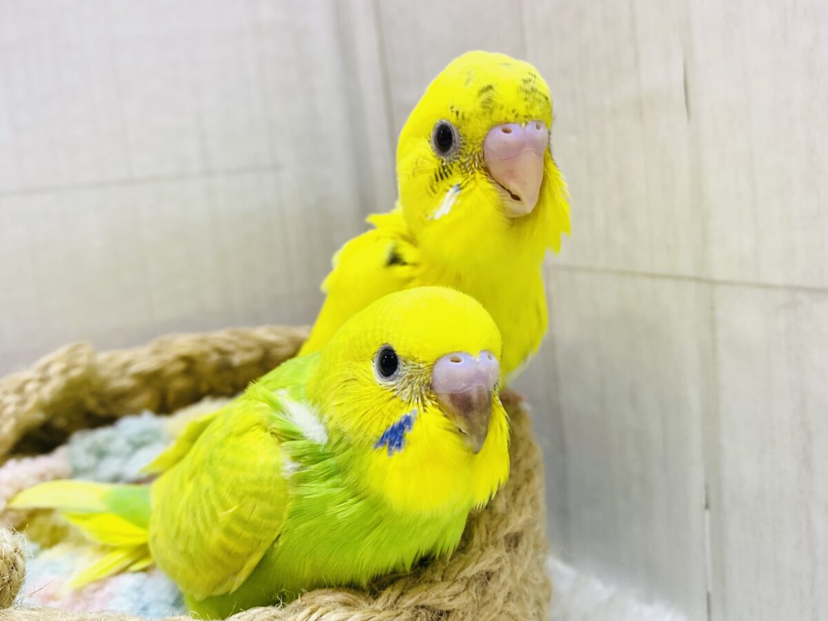 🔆ビタミンカラーで元気ハツラツ‼️セキセイインコ（ハルクイン・スパングル）