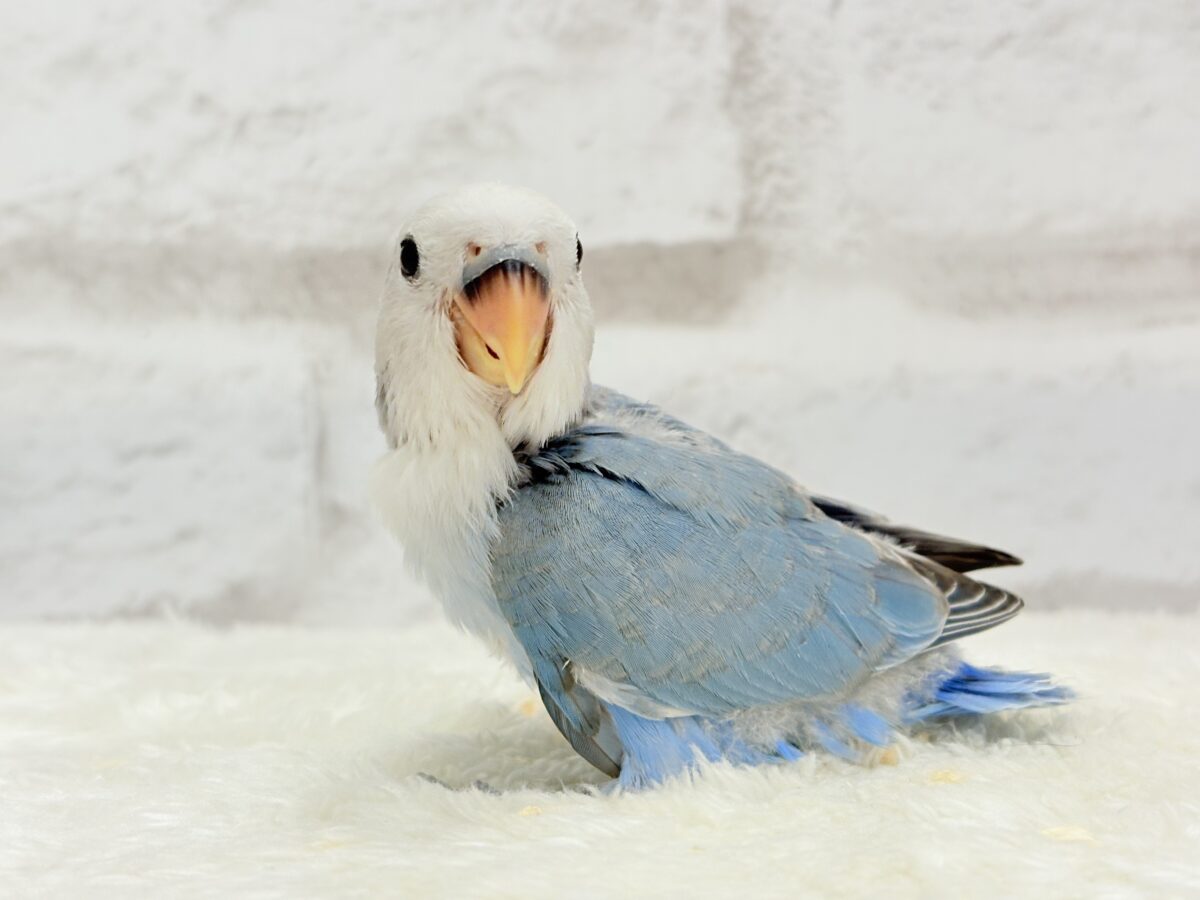 コザクラインコ（小桜インコ）