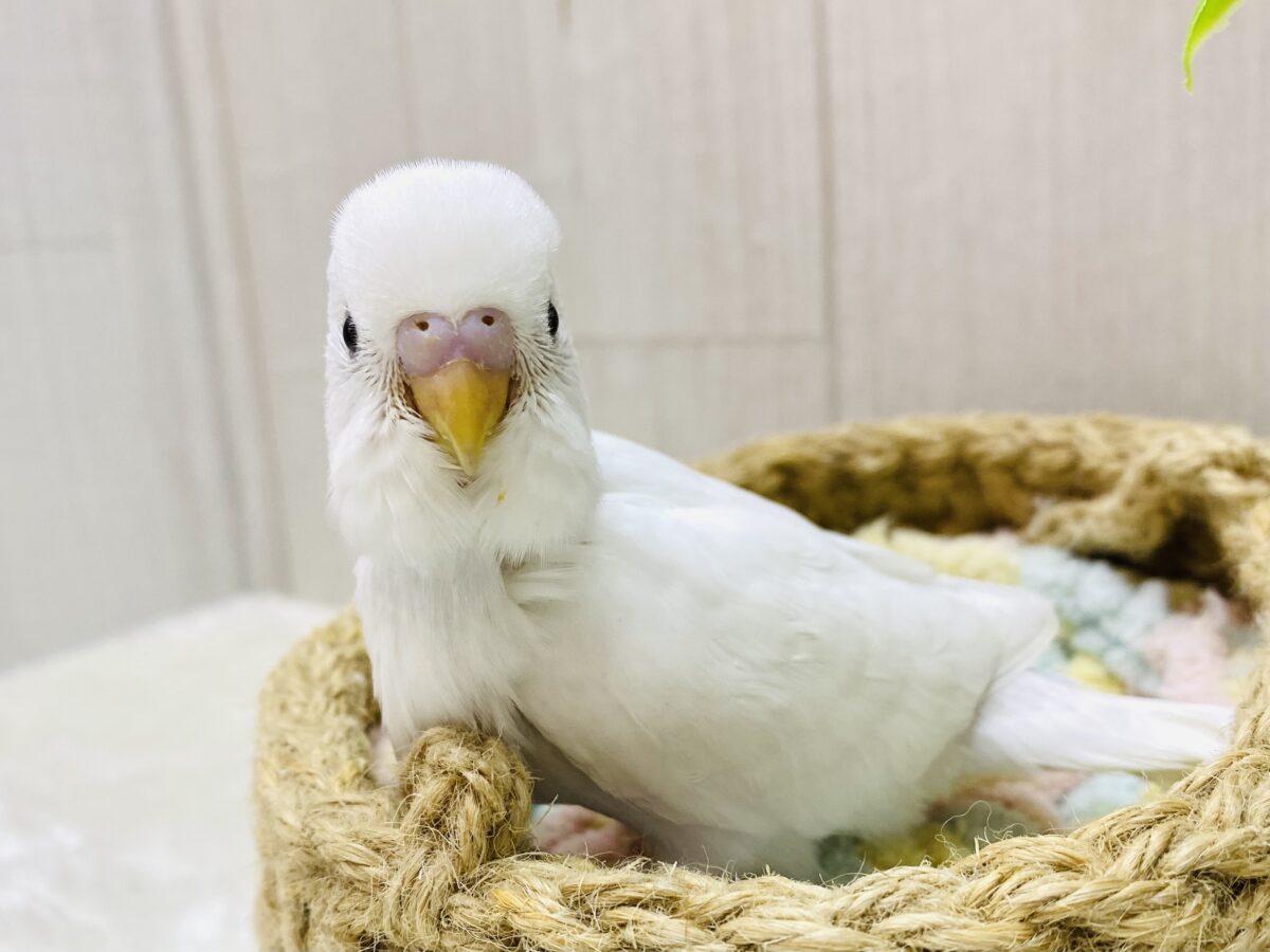 🤍真っ白ゆきさんやって来ましたよ⛄️セキセイインコ（ダブルファクター）