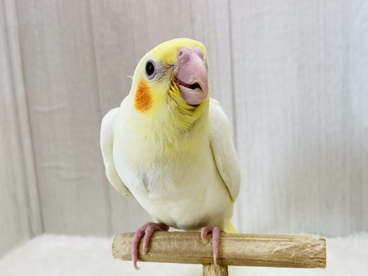 オカメインコ