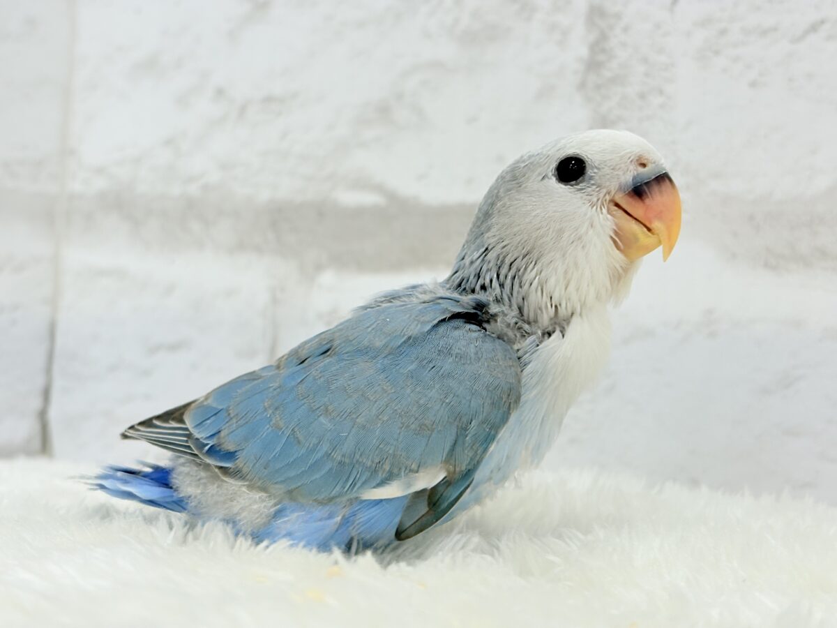 コザクラインコ（小桜インコ）