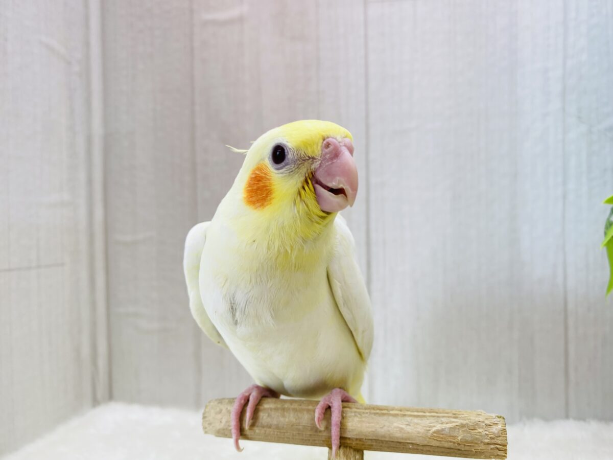 オカメインコ