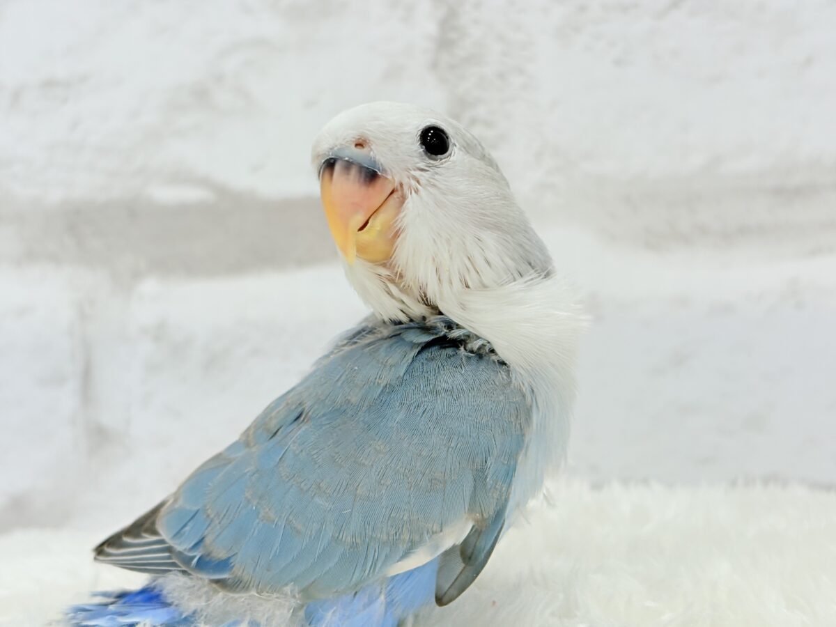 コザクラインコ（小桜インコ）