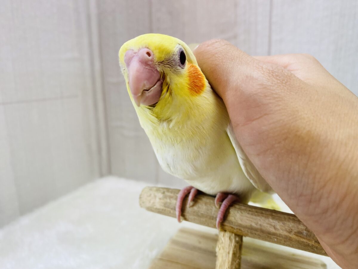 オカメインコ